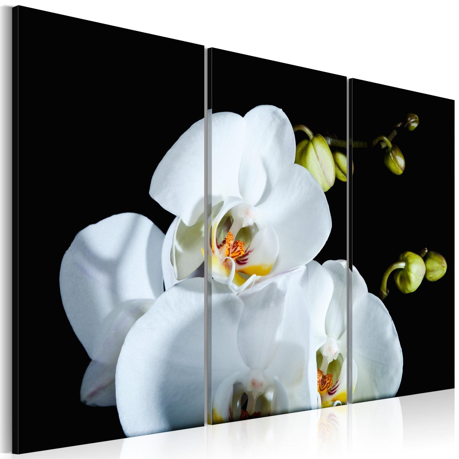 Stretched Canvas Floral Art - Snowy Orchid-Tiptophomedecor