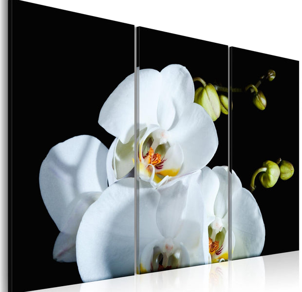Stretched Canvas Floral Art - Snowy Orchid-Tiptophomedecor