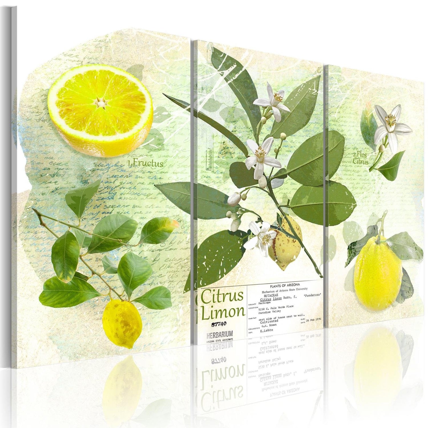 Stretched Canvas Still Life Art - Fruit: Lemon-Tiptophomedecor