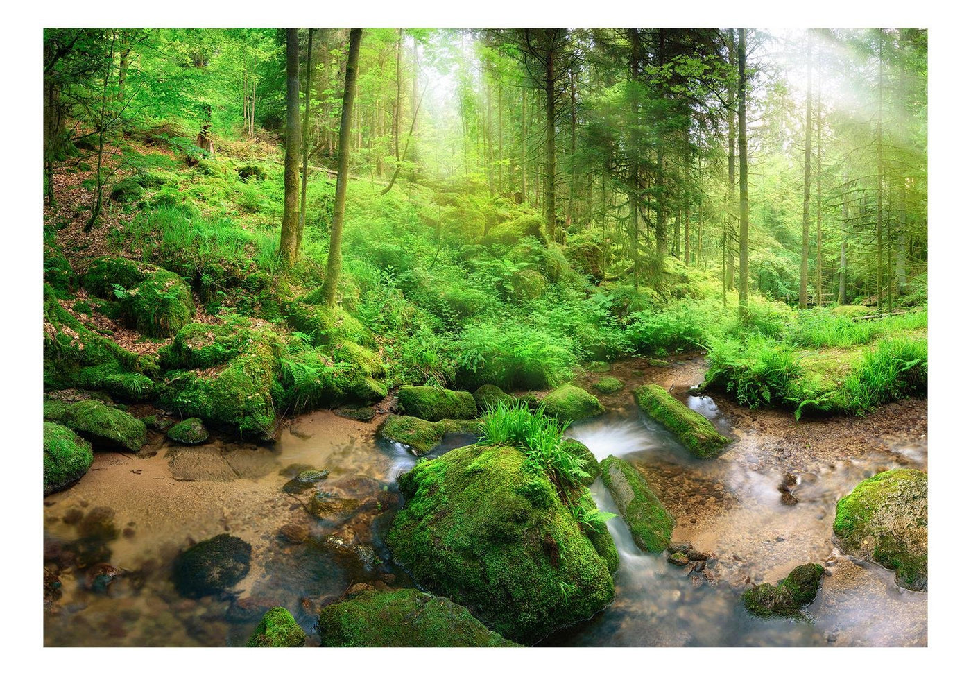 Peel and stick wall mural - Humid Forest-TipTopHomeDecor