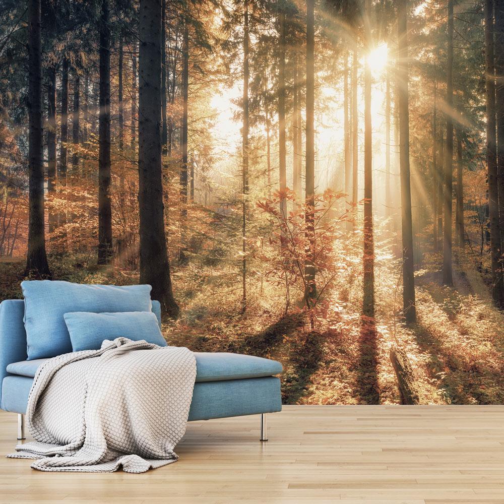 Peel and stick wall mural - Autumnal Forest-TipTopHomeDecor