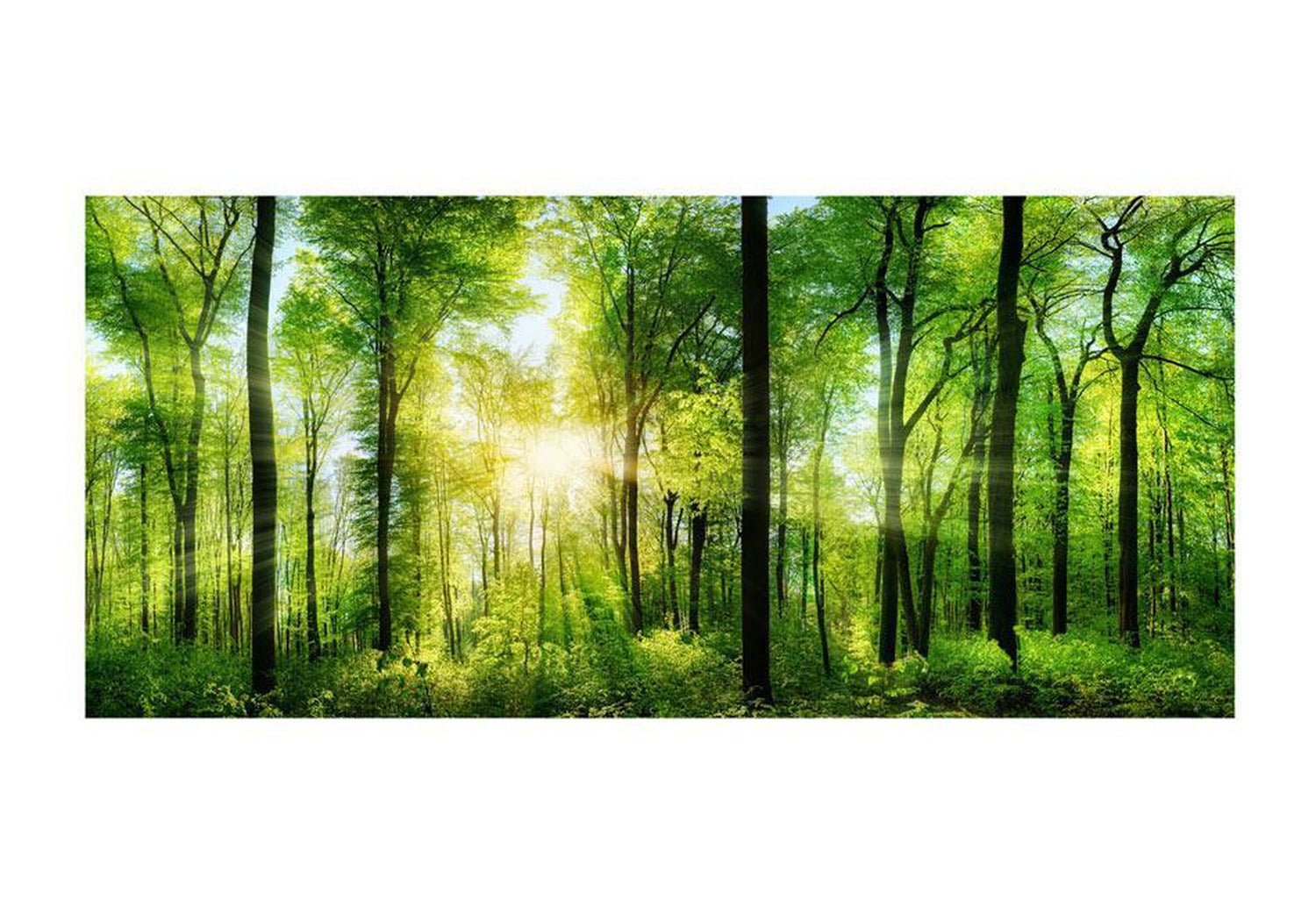 Peel and stick wall mural - Forest: Sunrise-TipTopHomeDecor
