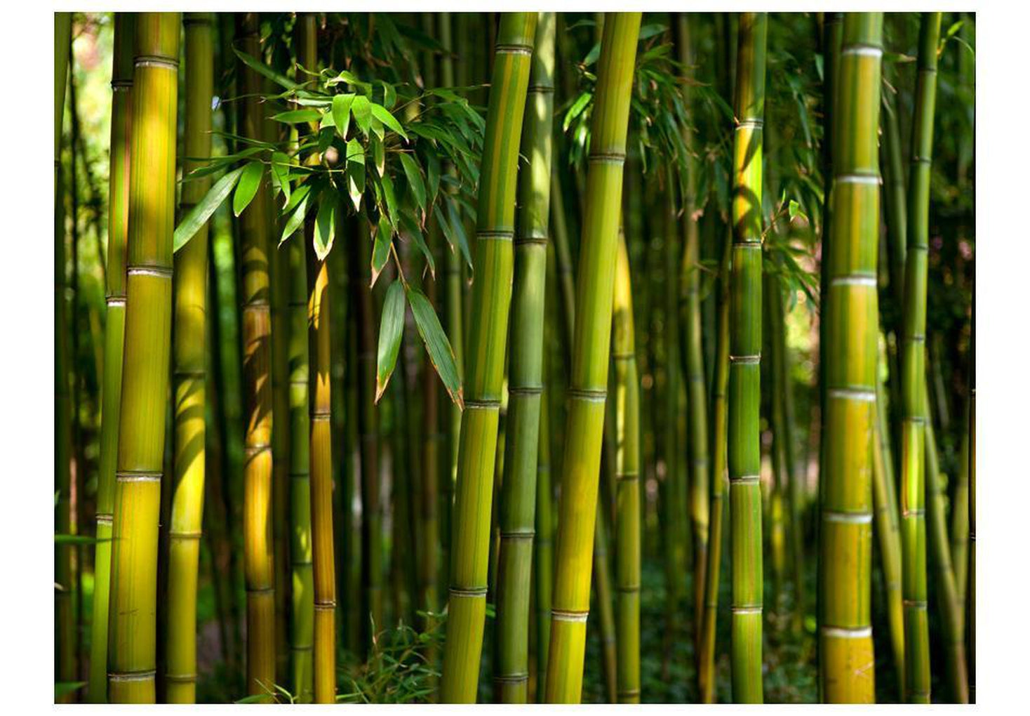 Wall mural - Asian bamboo forest-TipTopHomeDecor